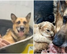 Fenka ovčáka adoptovala lvíčata, kterých opustila jejich máma