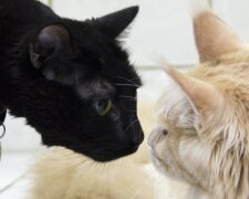 Černý kocour Lucifer dělá nejdůležitější práci ve veterinární klinice