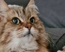 Kočka několik dní chyběla a vrátila se domů s vzkazem v límci