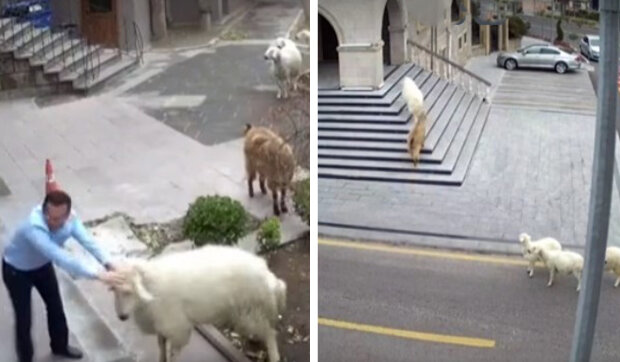 Stádo zvířat po útěku z farmy: v Turecku ovce, koza a jehňata bránily lidem v blízkosti Radnice