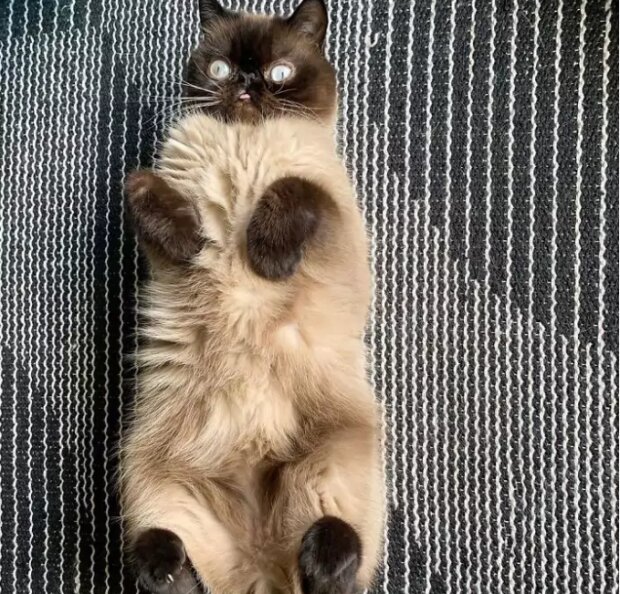 Fotografie: instagram.com/neko.ikiru.san