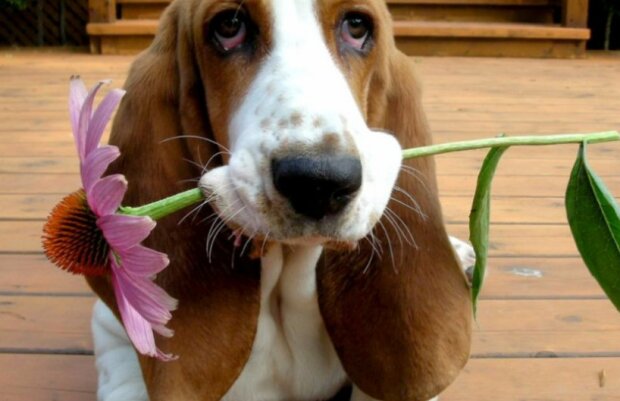 Fotografie: pets2.me