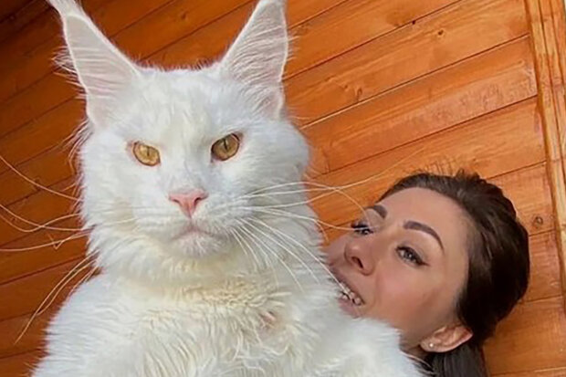 Dívka si před časem koupila obyčejné bílé kotě: Jak se kocour "proměnil" ve vlka