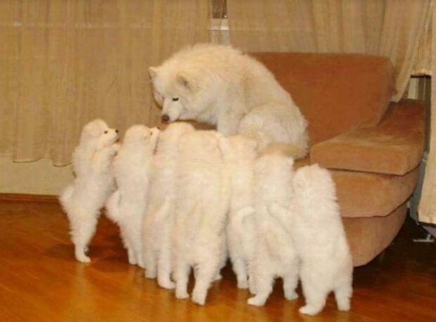 Fotografie: duck.show