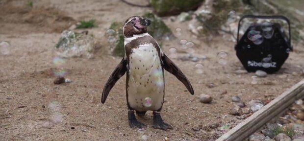 V zoo darovali tučňákům bublinový stroj, zvířata jsou potěšena