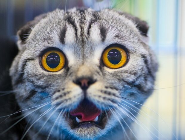 Vědci zjistili, proč se kočky bojí okurek