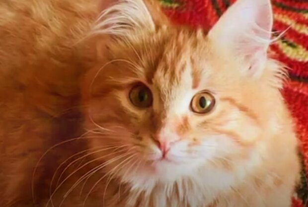 Kočka. Foto: snímek obrazovky YouTube