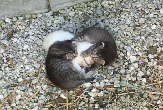 Malá koťata, jak mohli, zahřáli a chránili svou nemocnou sestru a brzy měli velmi neobvyklou matku