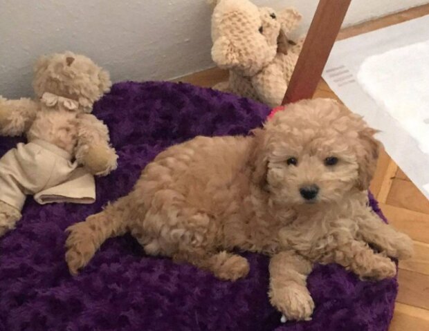 Domácí mazlíčci. Foto: snímek obrazovky laykni.com