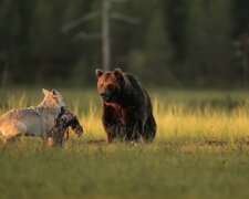 Úžasné přátelství mezi vlčicí a medvědem, které se podařilo obyvateli Finska zachytit