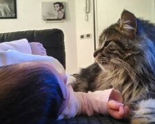 Chlupatá chůva: obrovský kocour se ubytoval na farmě a stal se skutečným přítelem pro novorozené dítě