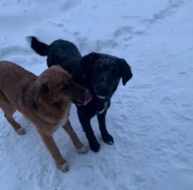 Pes. Foto: snímek obrazovky zen.yandex.ru