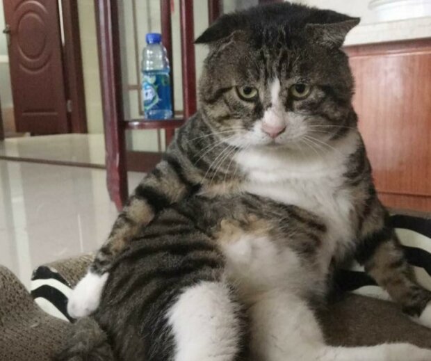 Fotografie: duck.show