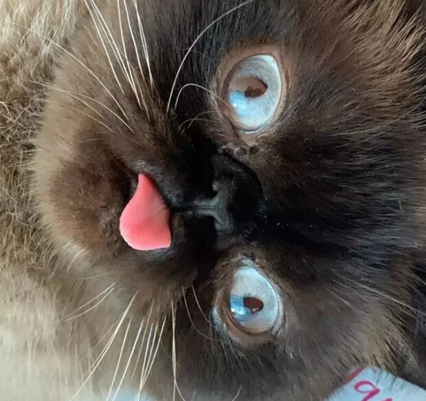 Fotografie: instagram.com/neko.ikiru.san