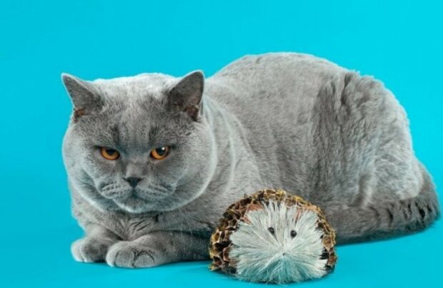 Fotografie: briolma.com