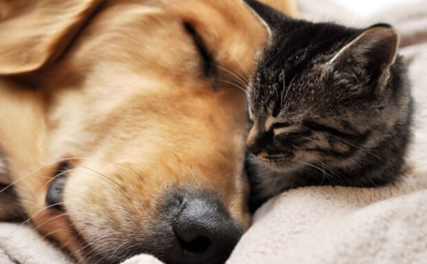 Pes a kočka. Foto: snímek obrazovky ekabu.ru