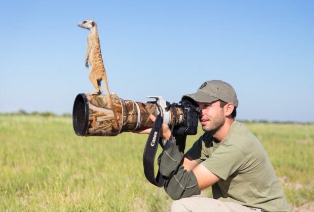 Surikaty. Foto: snímek obrazovky udivitelno.com