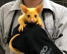 Zvíře, které v přírodě neexistuje, bylo přivezeno na veterinární kliniku