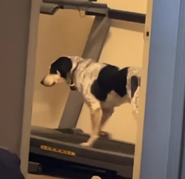 Pes. Foto: snímek obrazovky YouTube