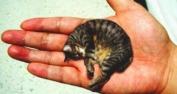 Toto je nejmenší kocour  na světě. Jmenuje se Mister Peebles a je uveden v Guinessově knize rekordů