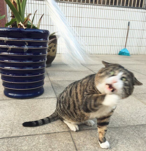 Fotografie: duck.show