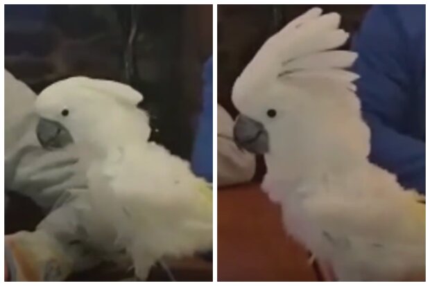 Papoušek. Foto: snímek obrazovky YouTube