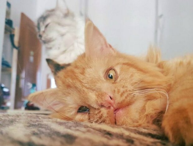 Zdroj fotografie: lovemeow.com