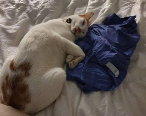 Domácí mazlíčci. Foto: snímek obrazovky laykni.com