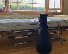 Věrný pes čekal na majitele vedle nemocničního lůžka, aniž by si uvědomil, že už není naživu