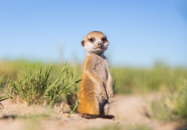 Surikaty. Foto: snímek obrazovky udivitelno.com