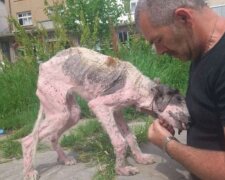 Dostal se do dobrých rukou: dobrovolníci psa zachránili a proměnili v opravdového hezouna