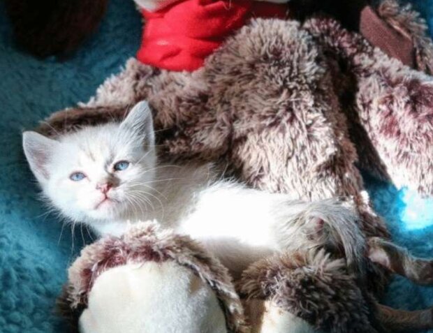 Kotě. Foto: snímek obrazovky neskychno.com