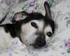 Psi rádi spí na místě majitele: vědci pojmenovali důvody