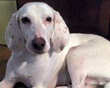 Roztomilý pes se vrátil do útulku jedenáctkrát a dobrovolníci si uvědomili, že se s ním nemohou rozloučit