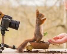 Fotograf pozoroval veverky 6 let a zde jsou jeho nejlepší snímky