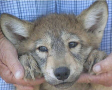 Žena adoptovala běžná štěňata. Štěňata vyrostla a stala se divokými vlky