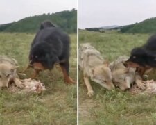 Hrdinou videa se stala tibetská doga chránící starého vlka a jeho kořist před hladovou smečkou