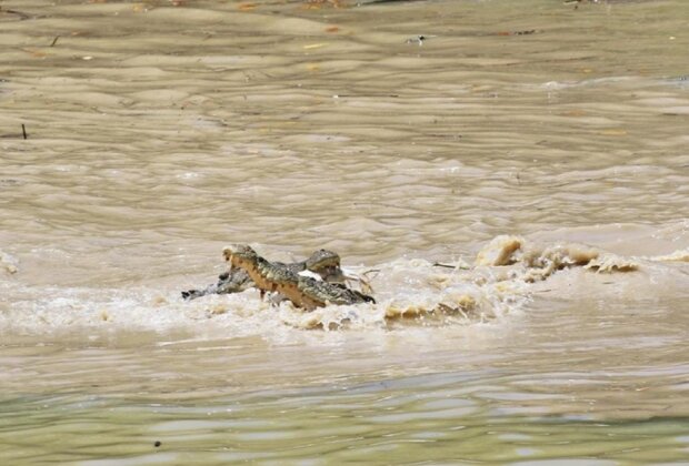 Krokodýl. Foto: snímek obrazovky ekabu.ru