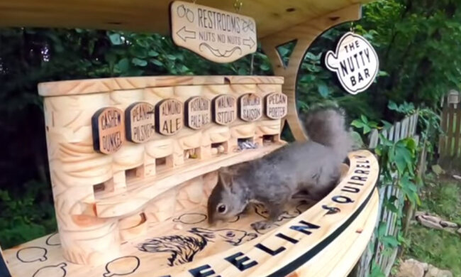 Veverkám zakázali krást jídlo u ptáků, na oplátku postavili pro nubbini "ořechový bar"