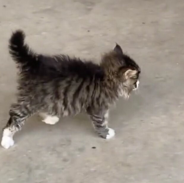 Kočka. Foto: snímek obrazovky TikTok