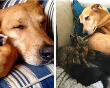 Pes se stal jejich matkou: Žena zachránila psa z eutanázie a potom začala koťatům pomáhat