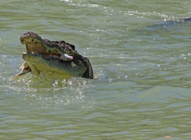 Krokodýl. Foto: snímek obrazovky ekabu.ru