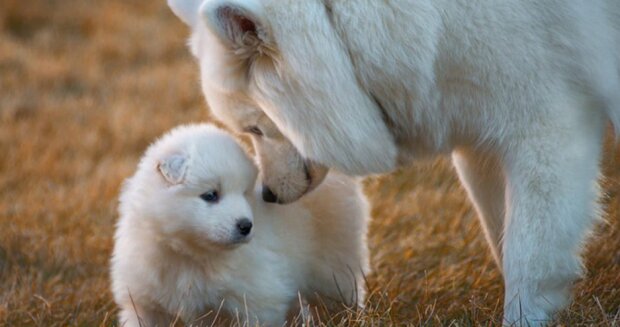 Pes. Foto: snímek obrazovky heaclub.ru