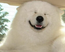 Psi má dva nosy a vlci nejsou předky moderních psů, tvrdí vědci