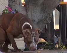 Báječný příběh o záchraně nemocného psa, kterému pomohly kočky