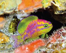 U pobřeží Brazílie v hloubce sto dvacet metrů byla objevená nová a neuvěřitelně krásná rybička