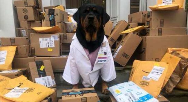 Skutečný lékař: jak pes jménem Dr. Loki pomáhá sestrám léčit pacienty