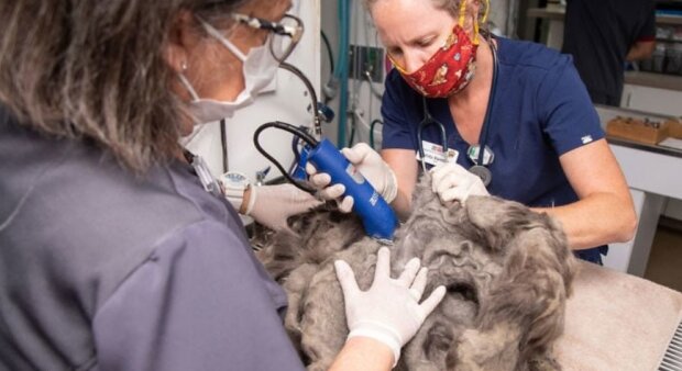 Ochránci zvířat zachránili chlupaté kožešinové monstrum. Ustřihli kilogram srsti a pod ním objevili okouzlující kočku