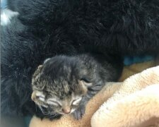 Na farmě se narodilo kotě se dvěma čenichy