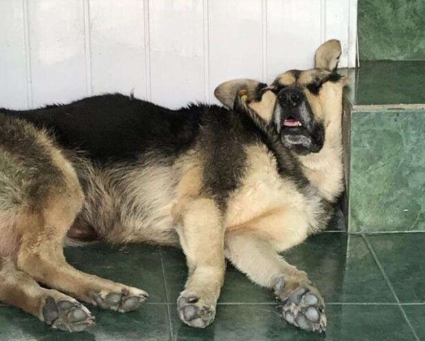 Fotografie: duck.show